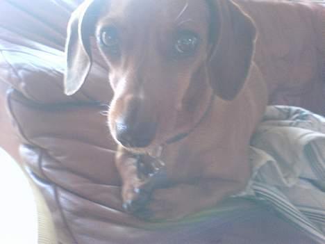 Gravhund Frida - heeh holder øje med det hele. billede 10