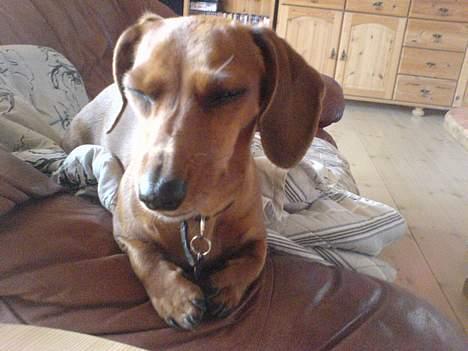 Gravhund Frida - så blev man træt IGEN ;D  billede 11