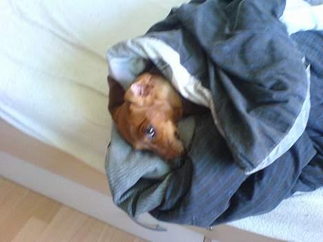 Gravhund Frida - Hygger. billede 12