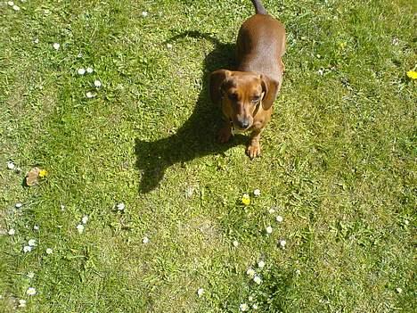 Gravhund Frida - ude i haven og lege  billede 13