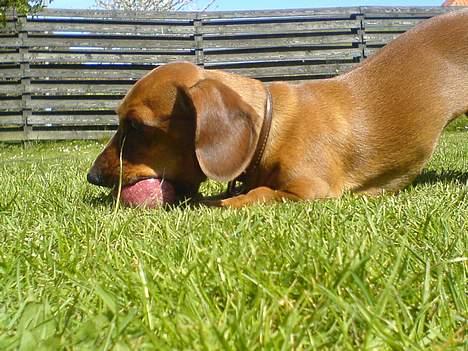 Gravhund Frida - leger i haven billede 14