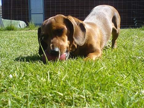 Gravhund Frida - leger i haven billede 15