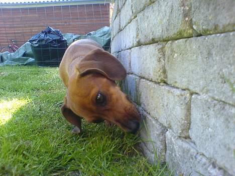 Gravhund Frida - spiser græs xD billede 16