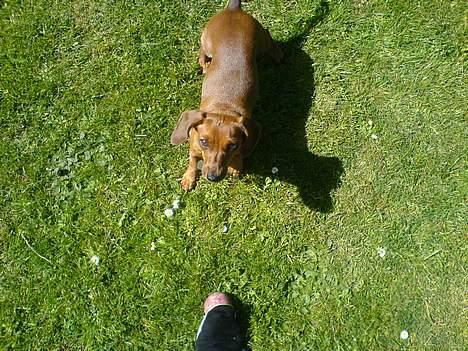 Gravhund Frida - leger igen billede 17