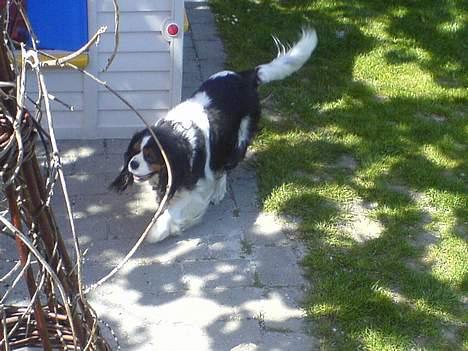 Gravhund Frida - min anden hund Plet som er blevet aflivet :´(  billede 18