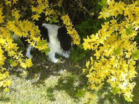 Gravhund Frida - min anden hund igen :´(  billede 19