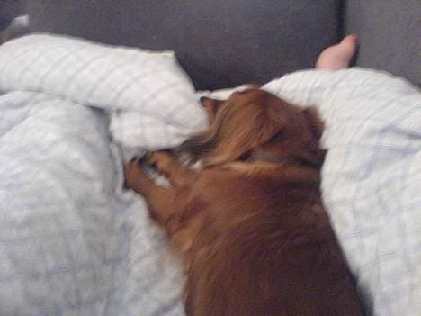 Gravhund Frida - billede af sofie Fridas mor billede 20