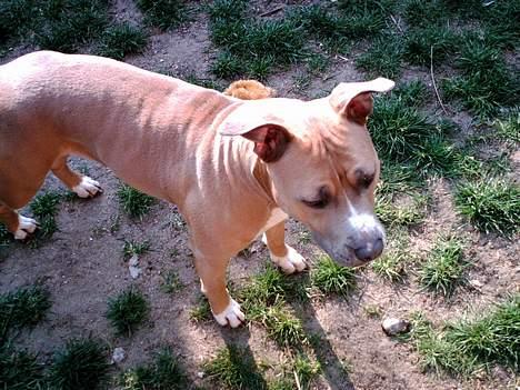 Amerikansk staffordshire terrier Foxy billede 17