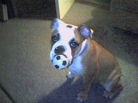 Engelsk bulldog Chester - Her er Chester med hans lille bold, han er ikke så gammel på dette billede billede 1