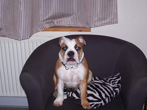 Engelsk bulldog Chester - Hans ynglingsplads billede 2