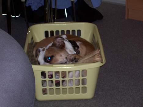 Engelsk bulldog Chester - Chester kan godt lide at ligge i vasketøjskurven billede 3