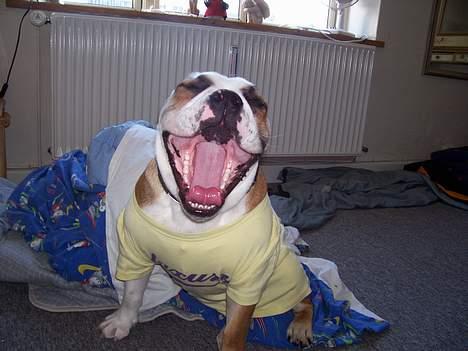 Engelsk bulldog Chester - Han finder sig i at blive klædt ud billede 4