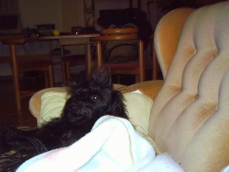 Blanding af racer bobby billede 1