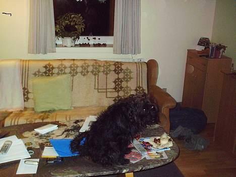 Blanding af racer bobby - jeg er uskyldig billede 2