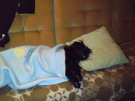 Blanding af racer bobby - efter en hård dag billede 3