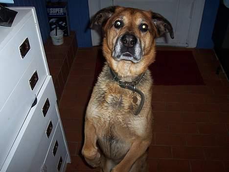 Blanding af racer Nicki - Gi poter nicki. Dygtig !  billede 3