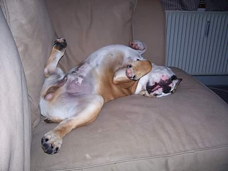 Engelsk bulldog Chester - Chester har mange mærkelige måder at sove på, her er en af dem billede 5