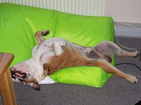 Engelsk bulldog Chester - Man sover så godt i sin sækkestol billede 6