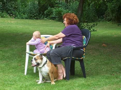 Engelsk bulldog Chester - Chester er med til fest og han sidder lige så pænt ved nogle af gæsterne billede 7