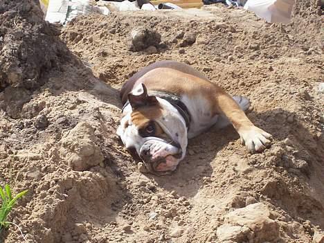 Engelsk bulldog Chester - Her er vi lige flyttet, vores have er bare en stor jordbunke, men det kunne Chester godt lide billede 8