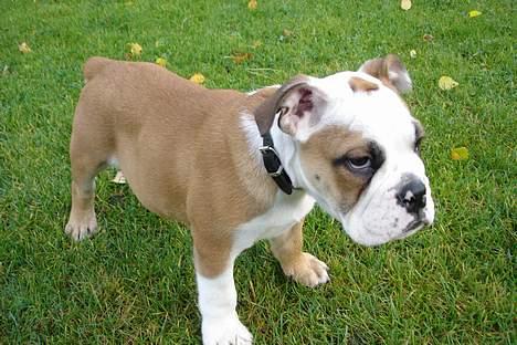 Engelsk bulldog Chester - Chester er ikke særlig gammel, det er et af de første billder vi har taget af ham billede 9