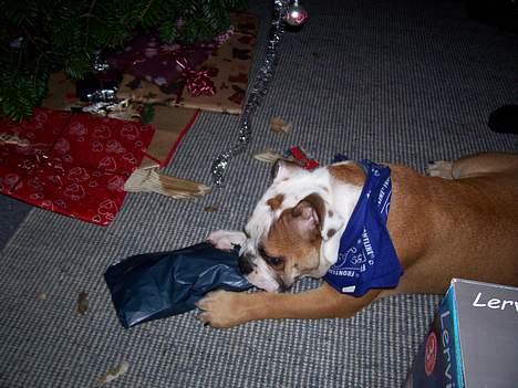 Engelsk bulldog Chester - Chesters første juleaften, han er meget god til at pakke gaver ud billede 10