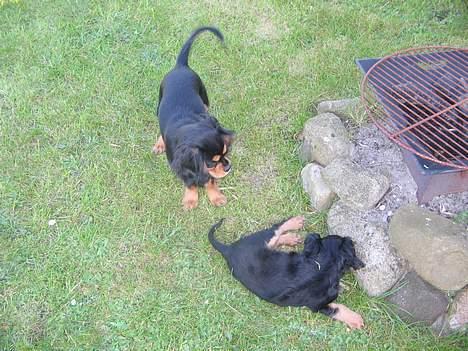 Cavalier king charles spaniel Bølle billede 10
