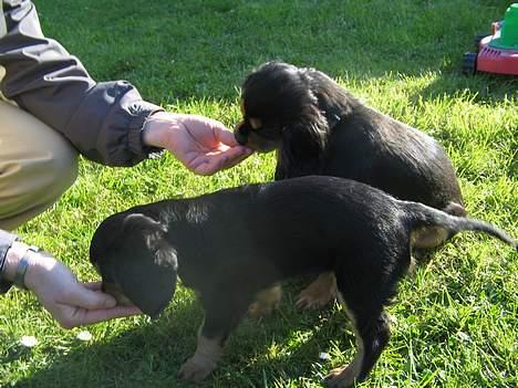Cavalier king charles spaniel Bølle billede 11