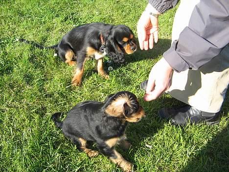Cavalier king charles spaniel Bølle billede 12