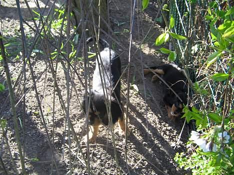 Cavalier king charles spaniel Bølle billede 13