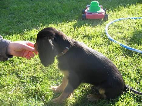 Cavalier king charles spaniel Bølle billede 14