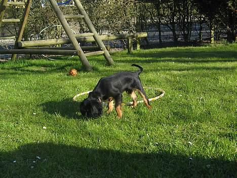 Cavalier king charles spaniel Bølle billede 15