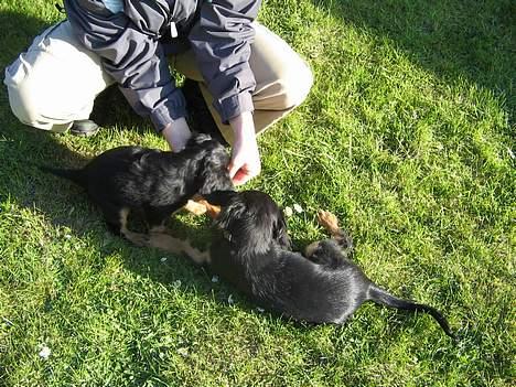 Cavalier king charles spaniel Bølle billede 16