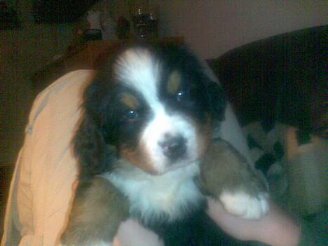 Berner sennenhund Chili - Chili som lille hvalp  billede 1