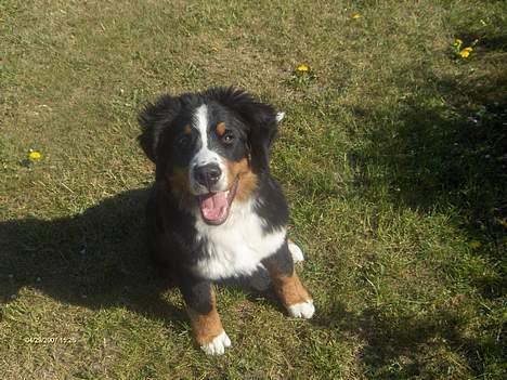 Berner sennenhund Chili - Se hvor pænt jeg kan sidde  billede 2