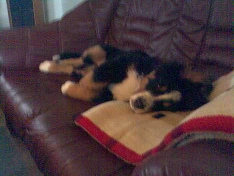 Berner sennenhund Chili - Ups her må jeg vist ikke ligge billede 3