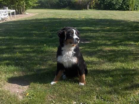 Berner sennenhund Chili billede 4