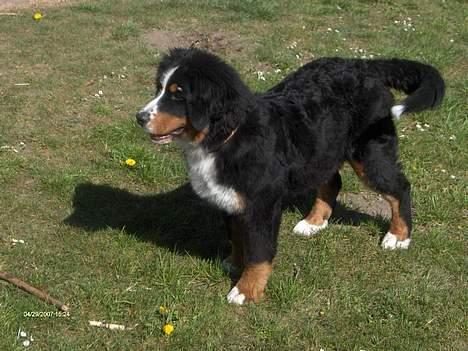 Berner sennenhund Chili billede 5
