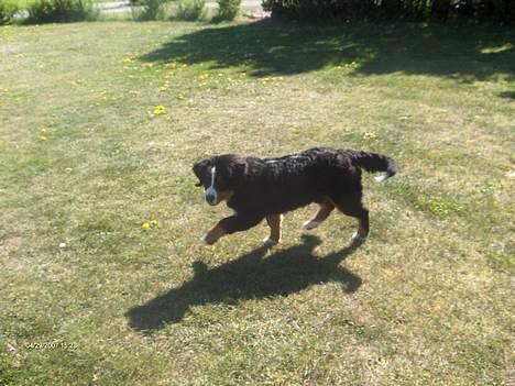 Berner sennenhund Chili billede 6