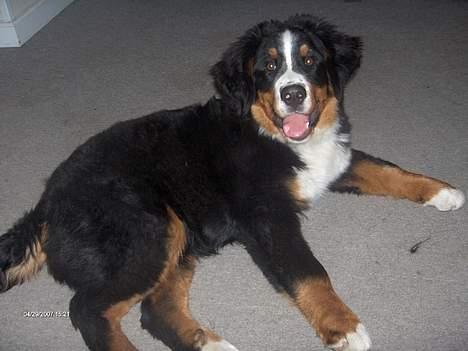Berner sennenhund Chili billede 7