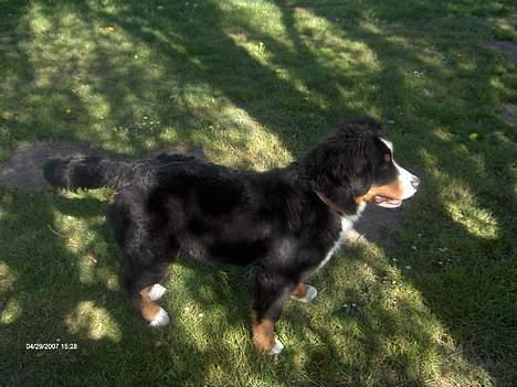 Berner sennenhund Chili - Hvad sker der lige der ovre billede 8