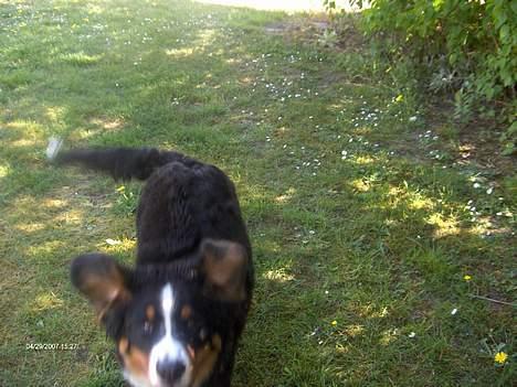 Berner sennenhund Chili - det går lidt stærkt nogle gange billede 9