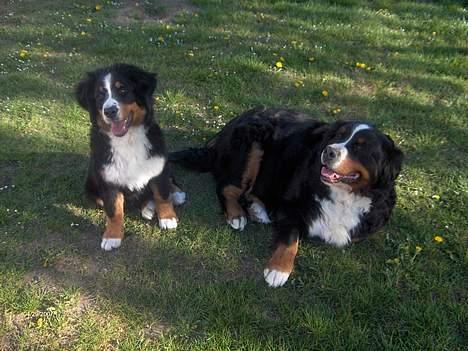 Berner sennenhund Chili - Chili sammen med sin mor som vi også har.. billede 10