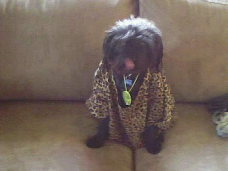 Blanding af racer bobby billede 4