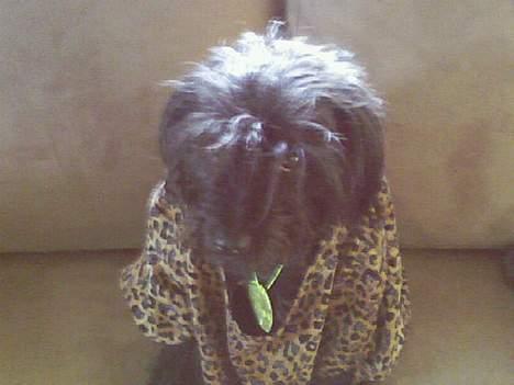 Blanding af racer bobby billede 5