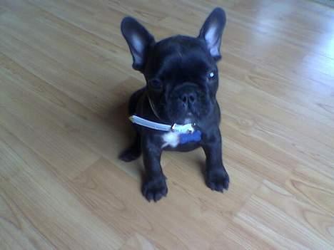 Fransk bulldog Samson billede 1