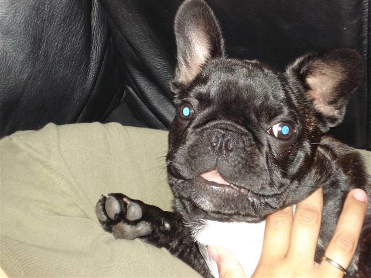 Fransk bulldog Samson billede 2