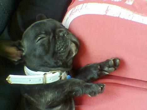 Fransk bulldog Samson billede 3