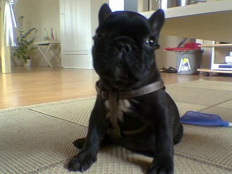 Fransk bulldog Samson billede 4