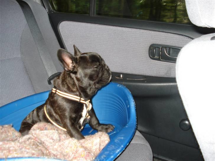 Fransk bulldog Samson billede 5